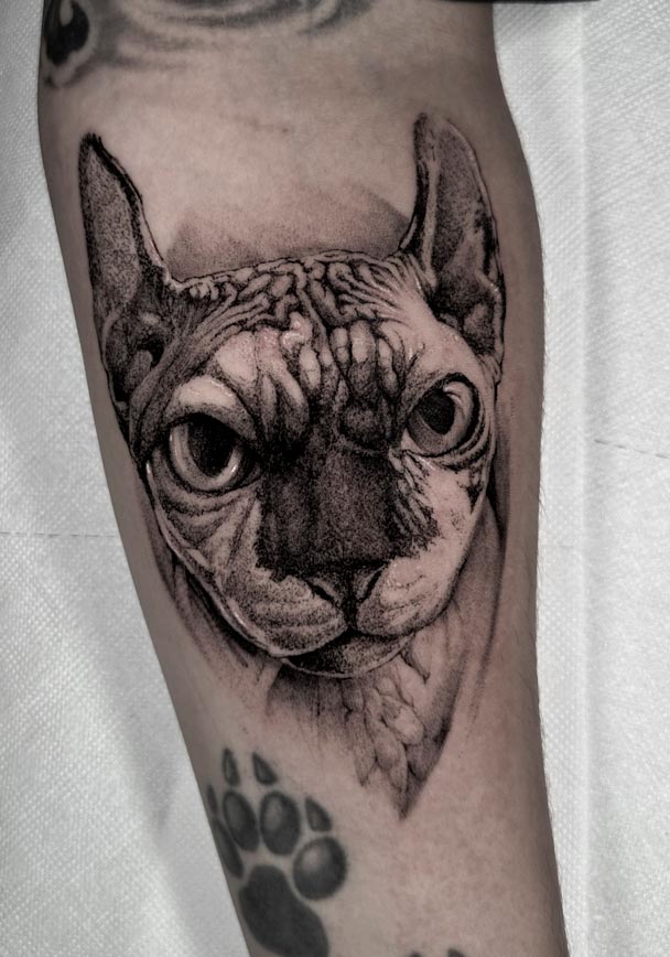 tattoo-realista-gato-Sphynx-madrid-alpedrete